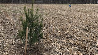 Habitat Series Episode 4 How to plant pine trees [upl. by Enyehc637]