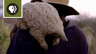 Baby Pangolin and Her Best Friend [upl. by Sculley605]