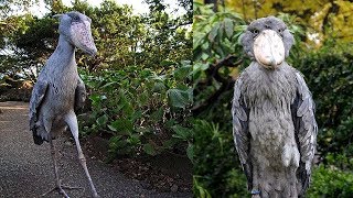 10 Aves Exóticas Únicas En El Mundo [upl. by Siladnerb]