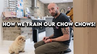 How we train our chow chows SUPER INTERESTING [upl. by Erlewine]