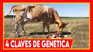 🔴 4 Aspectos CLAVES Para 🏆LA SELECCION GENETICA ✅ Vacas Lecheras y Carnicas [upl. by Nnaycnan43]