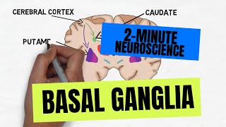 2Minute Neuroscience Basal Ganglia [upl. by Pergrim]