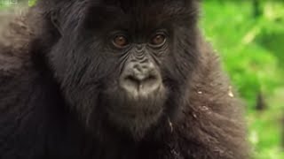 Meet This Family of Mountain Gorillas  Cousins  BBC Earth [upl. by Towland]