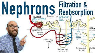 Nephrons  Filtration and Reabsorption Basics [upl. by Broadbent]