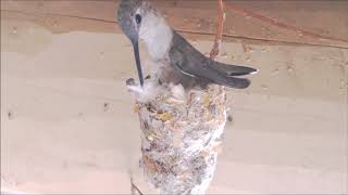 Hummingbird Nesting Material [upl. by Burr]