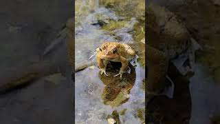 Toad Singing [upl. by Nerte816]