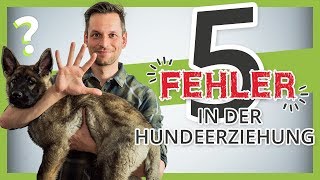 Vermeide diese 5 FEHLER in der Hundeerziehung [upl. by Hands]