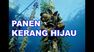 PANEN KERANG HIJAU [upl. by Monsour373]