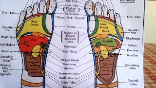 Reflexology  How to Read a Foot Reflexology Chart [upl. by Trueblood]