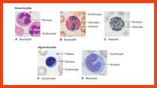 Hematology Lecture [upl. by Erme]