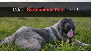 🐕 Šarplaninac Pas Čuvar – Slike I Karakteristike Šarplaninca [upl. by Eipper]