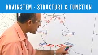 Brainstem  Structure and Function  Neuroanatomy [upl. by Schnur988]