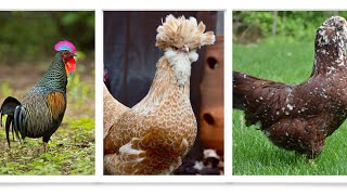 Exploring the Different Brown Chicken Breeds  Hyline Lohmann ISA Brown [upl. by Tine]