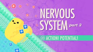 The Nervous System Part 2  Action Potential Crash Course Anatomy amp Physiology 9 [upl. by Eusoj753]