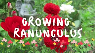 How to Grow RANUNCULUS [upl. by Eikcim]