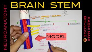 Brain Stem  1  Medulla Oblongata [upl. by Dranyl]