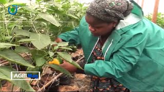 Lagriculture Sous Serre au Cameroun AGRIMAG SUR STV AVEC CLAUDE ELLA [upl. by Marozik]