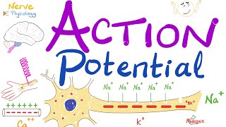 Action Potential  Most COMPREHENSIVE Explanation  Nerve Physiology [upl. by Ury]