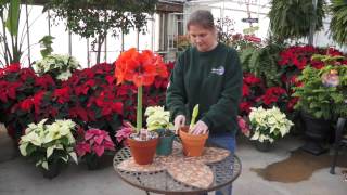 How to Grow Amaryllis Bulbs Indoors [upl. by Dihahs]