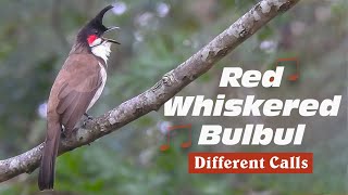 Red whiskered bulbul singing different songs [upl. by Tima568]