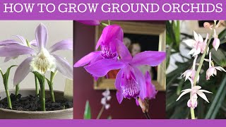 How to grow Chinese ground orchids Bletilla striata Pleione formosana amp Calanthe aristulifera [upl. by Eikin998]