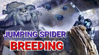 Successful Jumping Spider Breeding Attempt Eggs  Babies [upl. by Enilorac]