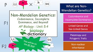 NonMendelian Genetics Codominance Incomplete Dominance and Beyond  AP Biology 54 [upl. by Aelsel]