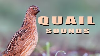 Common Quail Bird sounds from summer meadow [upl. by Notak]