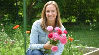 How To Grow Ranunculus Soaking Presprouting Planting Covering Harvest  Northlawn Flower Farm [upl. by Abrahamsen]