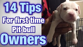 Tips for FIRST TIME Pitbull owners [upl. by Yknarf]