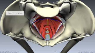 Pelvic Floor Part 1  The Pelvic Diaphragm  3D Anatomy Tutorial [upl. by Sal912]