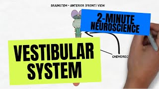 2Minute Neuroscience Vestibular System [upl. by Jahncke896]