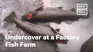 Undercover Footage Reveals Cruel Factory Fish Farm  NowThis [upl. by Chelsy304]