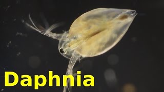 Daphnia [upl. by Harms]