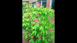 Learn to Grow Red Buckeye [upl. by Ikkaj]