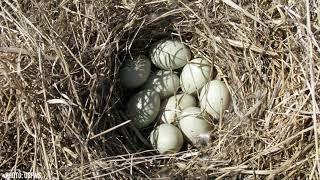 Duck Nests Nature in Your Neighborhood [upl. by Cowey425]