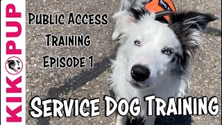 Service Dog Training  Public Access Training Tips  Episode 1 [upl. by Rammaj813]