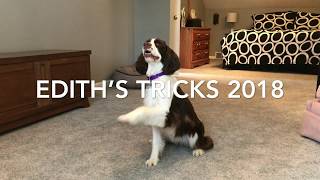 Springer Spaniel Tricks [upl. by Livia]