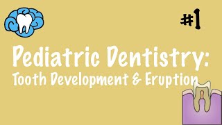 Pediatric Dentistry  Tooth Development and Eruption  INBDE ADAT [upl. by Meit]