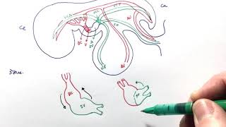 Anatomía Desarrollo embriológico del sistema cardiovascular [upl. by Mair937]