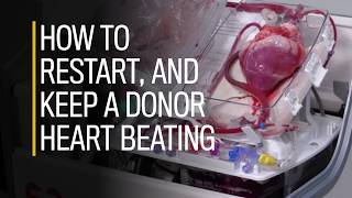 How to restart and keep a donor heart beating [upl. by Eleonora]