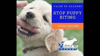 How to STOP puppy biting NOW  Boise Idaho Puppy Training [upl. by Boatwright]