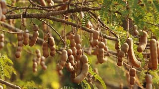 Awesome Tamarind Cultivation Technology  Tamarind farm and harvest  Tamarind Processing [upl. by Hanyaz]