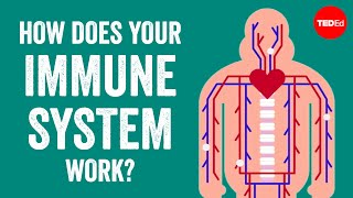 How does your immune system work  Emma Bryce [upl. by Arraet]