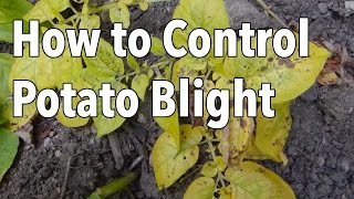 Blight 5 Ways to Control Potato Blight Late Blight [upl. by Durst384]