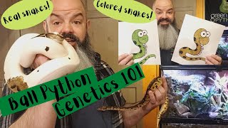 Ball Python Genetics 101  morphs genes breeding [upl. by Neehsuan]