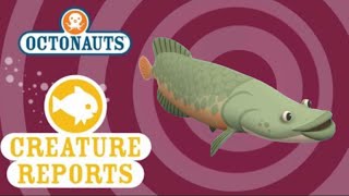 Octonauts Creature Reports  Arapaima [upl. by Tanya868]