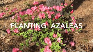 Planting Azaleas [upl. by Albert]