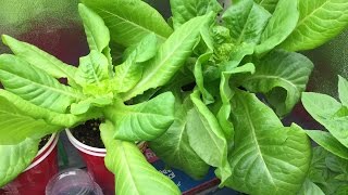 How to Grow Lettuce Indoors and Harvest Many Times [upl. by Walters]