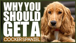 WHY YOU SHOULD GET A COCKER SPANIEL [upl. by Nosredneh]